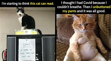 25 Funny Cat Memes For All Kitty Lovers - Bouncy Mustard