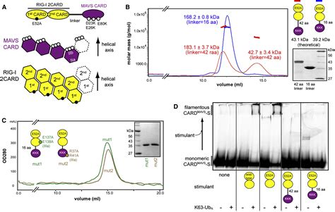 Molecular Imprinting as a Signal-Activation Mechanism of the Viral RNA Sensor RIG-I: Molecular Cell