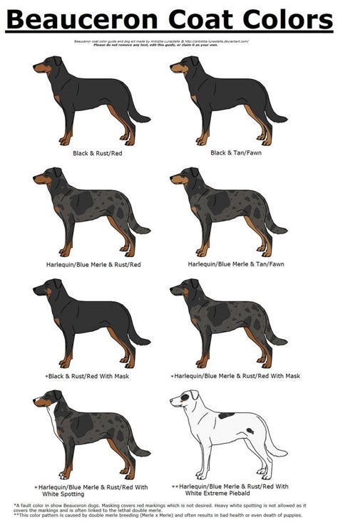 Beauceron Coat Color Guide by Antistita-Lunastella on DeviantArt