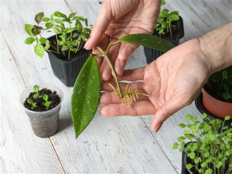 Master Horticulturist's Guide To Taking And Propagating Plant Cuttings | Horticulture Magazine