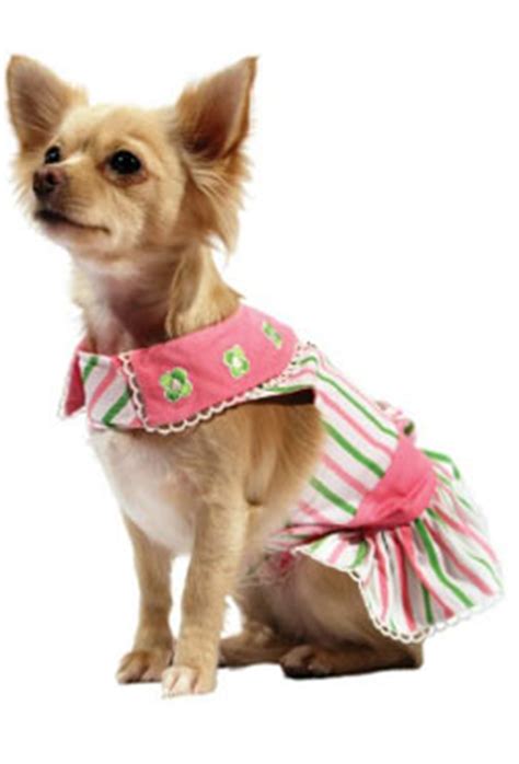 Chihuahua Dress - Chihuahua Clothes