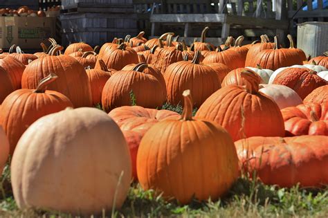 Terrebonne Pumpkin Patch at Rodney Whitmarsh blog