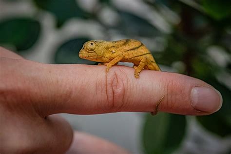 Chester Zoo celebrates ‘first breeding’ of rare chameleon in the UK | The Independent