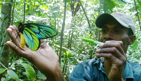 Queen Alexandra’s Birdwing: Ornithoptera alexandrae - SBBT