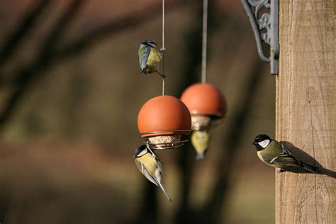 How to get birds using your new bird feeder – Green&Blue