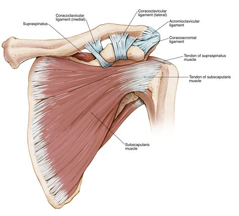 Rotator Cuff Tear | Lex Medicus