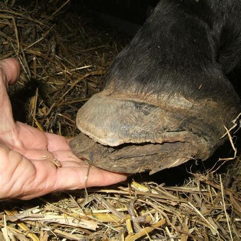 (PDF) Hoof wall separation disease