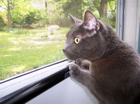 Darn Cat (Buddy) Looking Out of Screen Door (5) 5-18-07 | Flickr