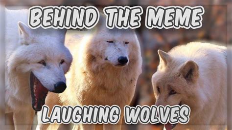 Behind The Meme: Laughing Wolves [Meme Explained] - YouTube