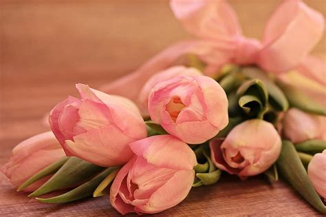 tulips, tulipa, flowers, schnittblume, breeding tulip, spring, early bloomer, soft pink, tender ...