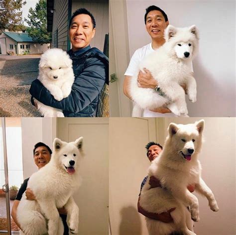 Giant Samoyed Puppies