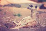 Top 10 interesting facts about Meerkats - Depth World