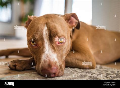 Brown Pitbull Puppy Hi-res Stock Photography And Images Alamy | atelier ...