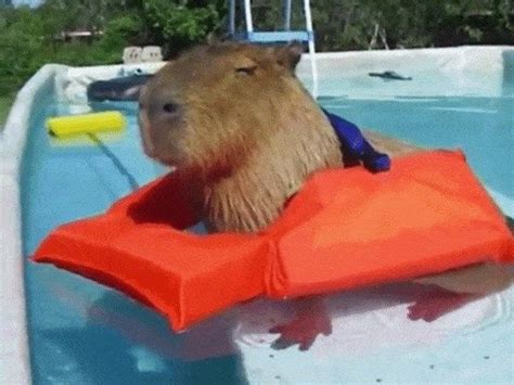 Capybara Car Meme