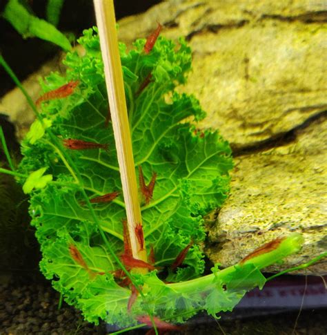 The Complete Guide to Feeding Cherry Shrimp | Shrimp Science