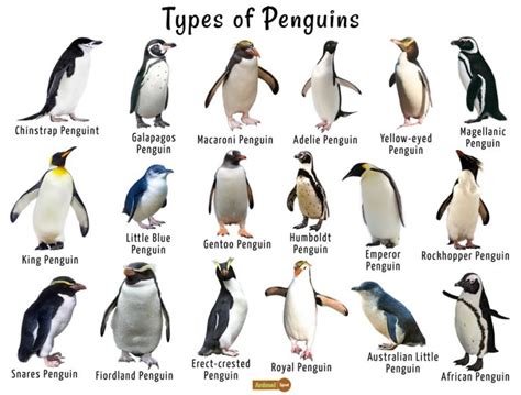 Penguin Facts, Types, Habitat, Diet, Adaptations, Pictures