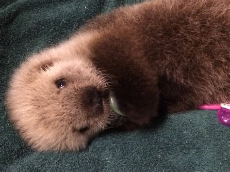 Adorable baby sea otter to call Vancouver Aquarium home (PHOTOS ...