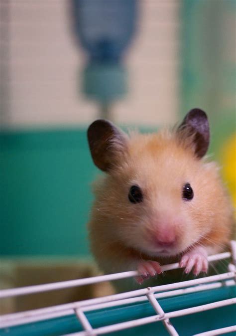 √ 6 Types of Most Popular Hamster Breeds | Hamster breeds, Hamster ...