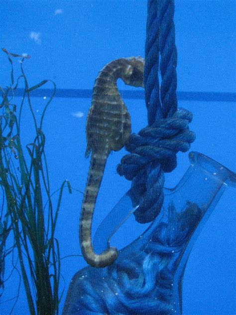 Seahorse | One of many in their special seahorse breeding se… | Flickr