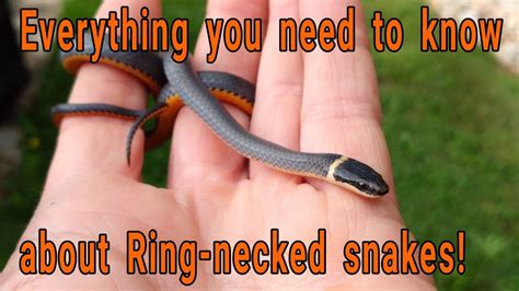 Northern Ringneck Snake