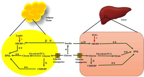 De novo lipogenesis in health and disease - Metabolism - Clinical and ...