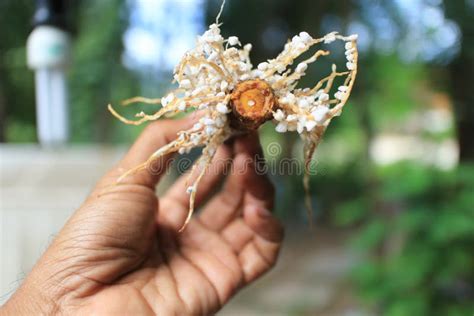 Roots from Plant Propagation Method. Stock Image - Image of caricar ...