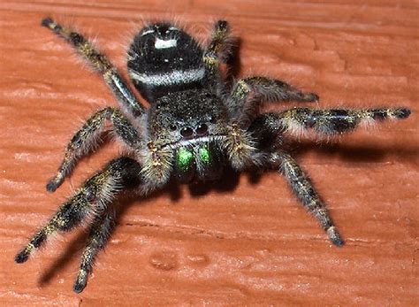 Phidippus audax female? - Phidippus audax - BugGuide.Net