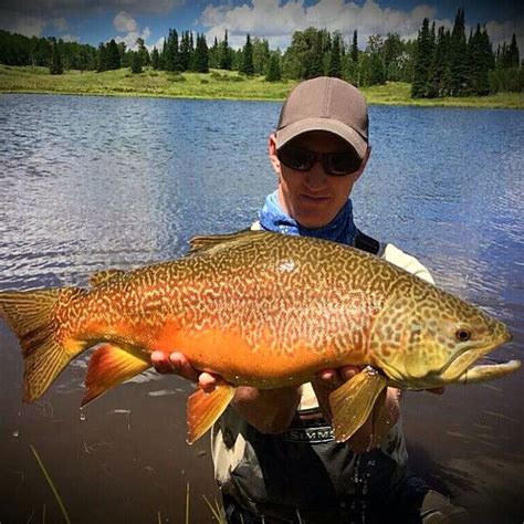 Monster tiger trout on the fly. | Fish, Fly fishing, Freshwater fishing