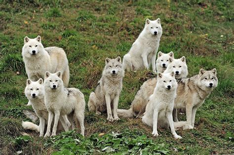 Arctic Wolfpack - Desktop Nexus Wallpapers | Wolf dog, Animals, Arctic wolf