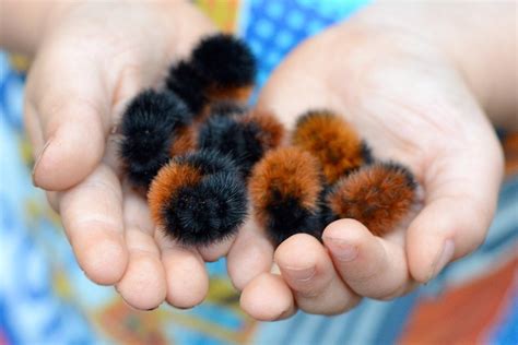 Woolly Bear caterpillars eat toxic plants to treat themselves when they have parasites. : r ...