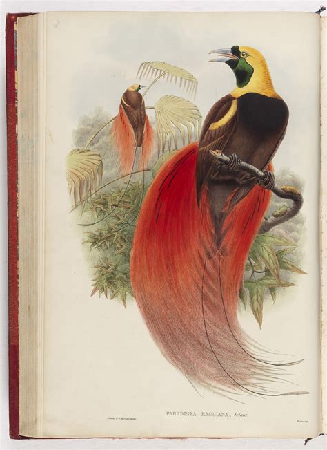 Birds of paradise | Papua New Guinea: forty years of independence | Stories | State Library of NSW