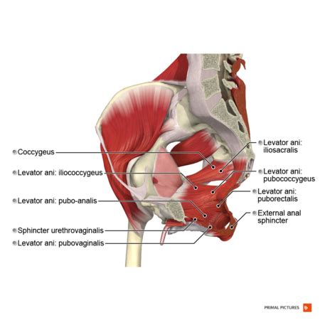 Coccygeus - Physiopedia