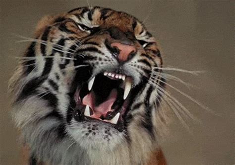 Register - Login | Tiger roaring, Wild cats, Animals wild