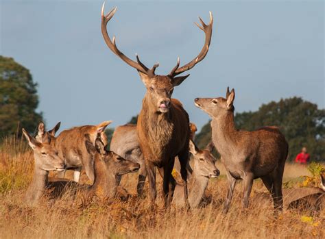 Red deer hart and his hinds (and a runner!) | From wikipedia… | Flickr