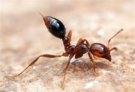 Ant Behavior Understanding - Some Interesting Facts