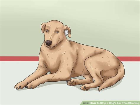 How to Stop a Dog's Ear from Bleeding: Easy Home Solutions