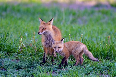 Rare Animal Species in Colorado That are Endangered or Threatened