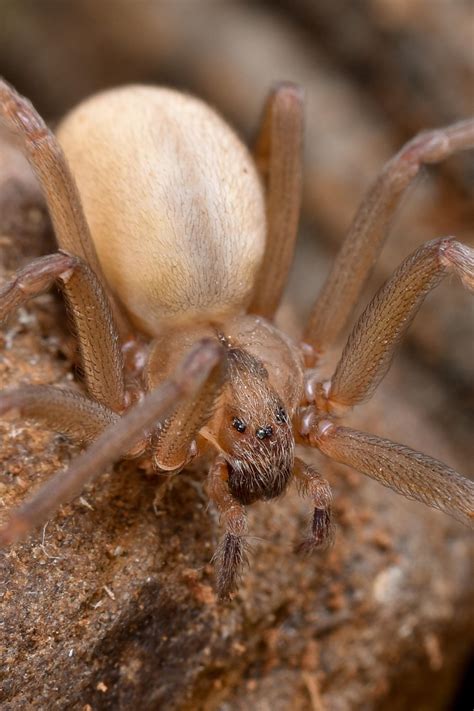 Female Brown Recluse (Loxosceles reclusa) Did you know that researchers believe that a majority ...