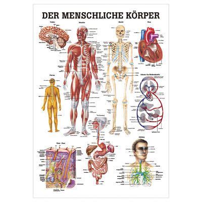 Rüdiger Anatomie Physiotherapie 7 Reflexzonen Fuss Schaubild laminiert ...