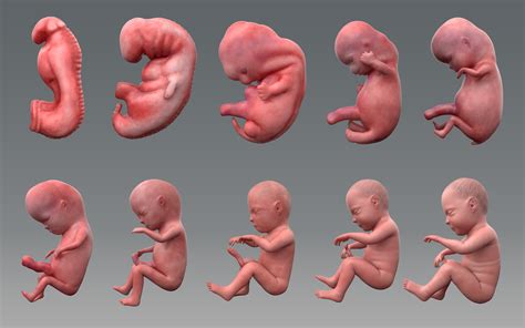 ArtStation - Human Fetus Development stages