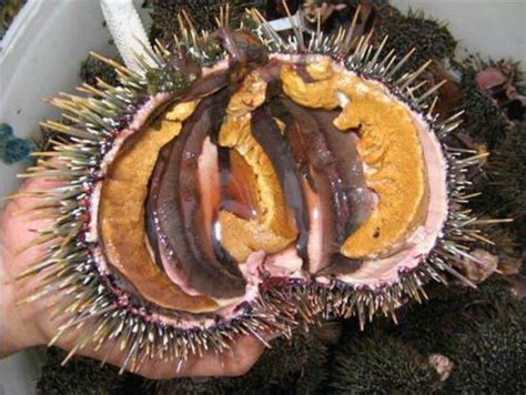 Kina a.k.a. sea urchin | Food for a crowd, Island food, Celebrate good times