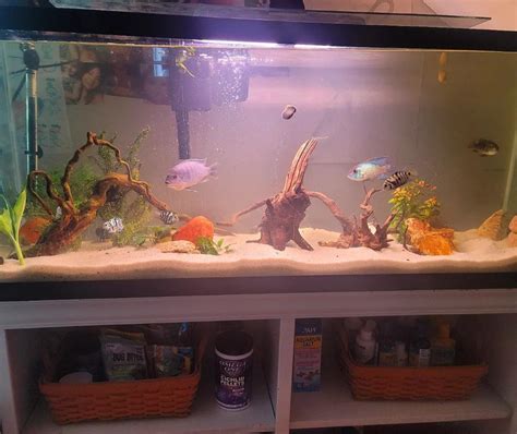 me and my girlfriends new tank setup,cichlids from South America, Asia ...