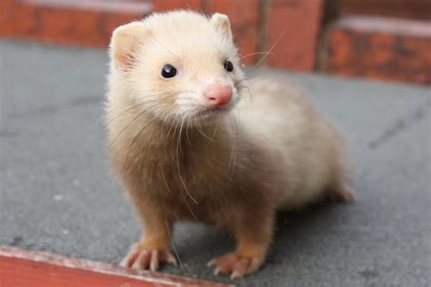 Ferret Colour Chart - | Ferret, Ferret colors, Baby ferrets