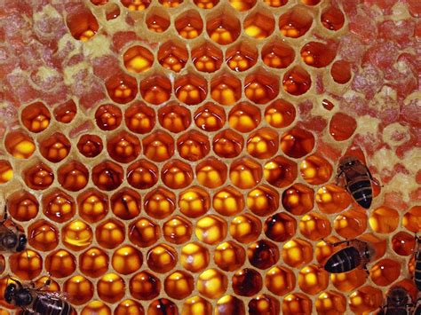 Wallpaper : honeycomb, bees, honey, sweet 1600x1200 - - 665782 - HD Wallpapers - WallHere