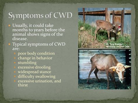 PPT - Chronic Wasting Disease (CWD) PowerPoint Presentation, free download - ID:6706105