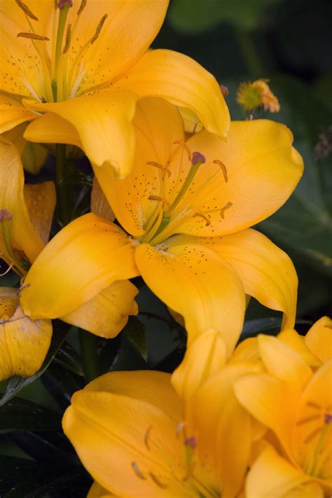 Orange Lily Flowers Free Stock Photo - Public Domain Pictures