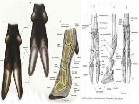 Anatomy of hoof