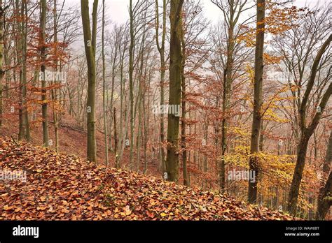 Autumn forest colors Stock Photo - Alamy