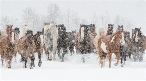 Wild Horses in Snow | Montana | Debbie McCulliss Photography