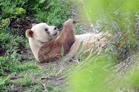 The World's Only Brown Panda, 'Qizai' Has Broken The Internet With His Cuteness